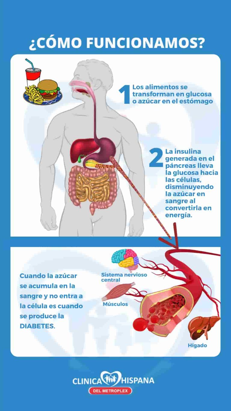 como funciona nuestro cuerpo sin diabetes